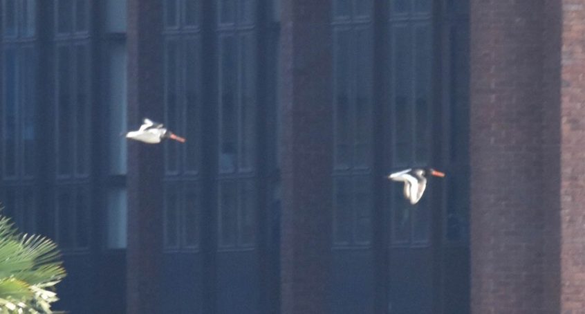 Oystercatchers, Tate Modern (R Braddock). Oystercatchers, Tate Modern (R Braddock).
