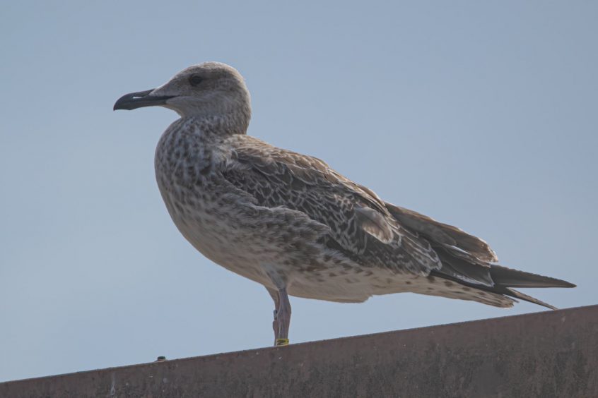 Caspian Gull, Kingston upon Thames (T Inns). Caspian Gull, Kingston upon Thames (T Inns).