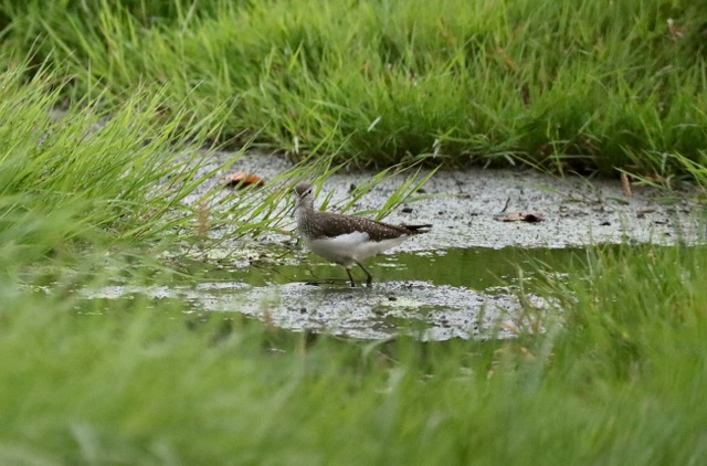 Green Sandpiper, Holmethorpe SP (G Hay). Green Sandpiper, Holmethorpe SP (G Hay).