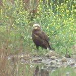 Marsh Harrier, Beddington Farmlands (I Jones).