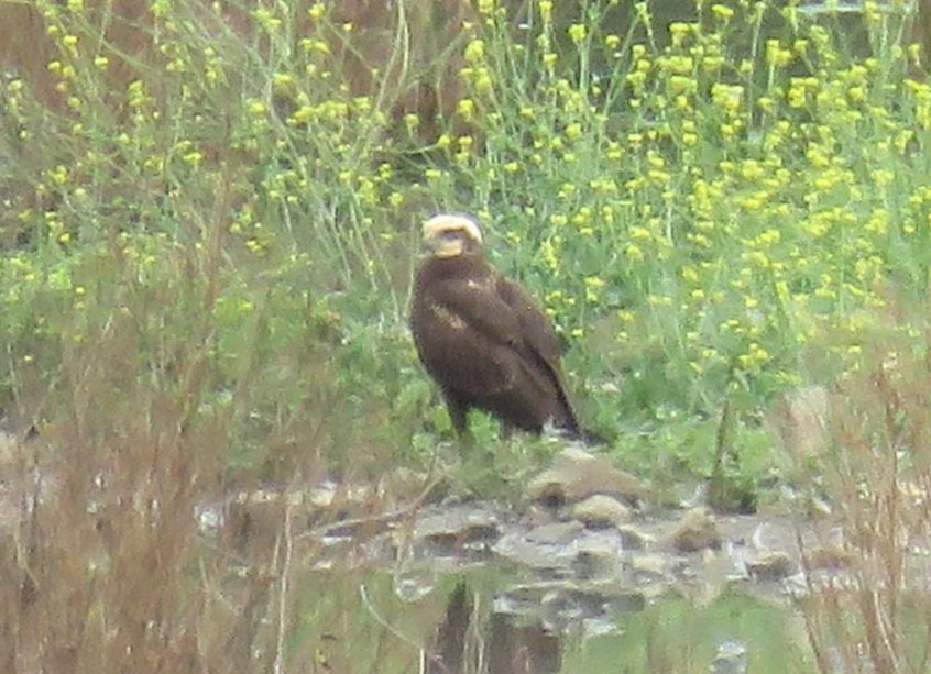 Marsh Harrier, Beddington Farmlands (I Jones). Marsh Harrier, Beddington Farmlands (I Jones).