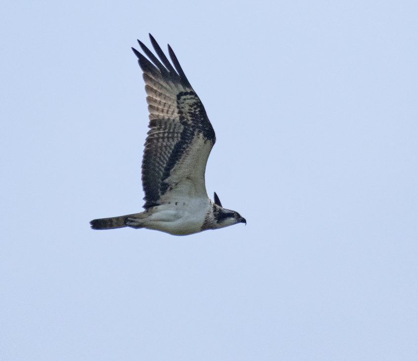 Osprey, Shackleford (E Stubbs). Osprey, Shackleford (E Stubbs).