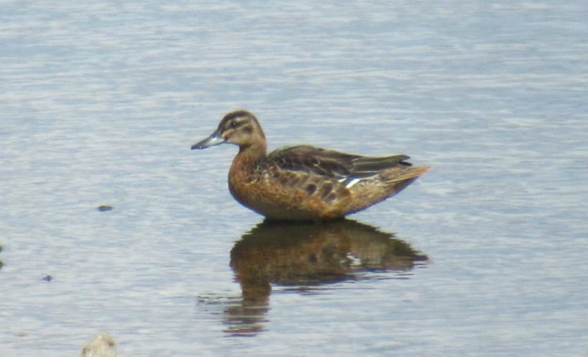 Garganey, London Wetland Centre (J Reeves). Garganey, London Wetland Centre (J Reeves).
