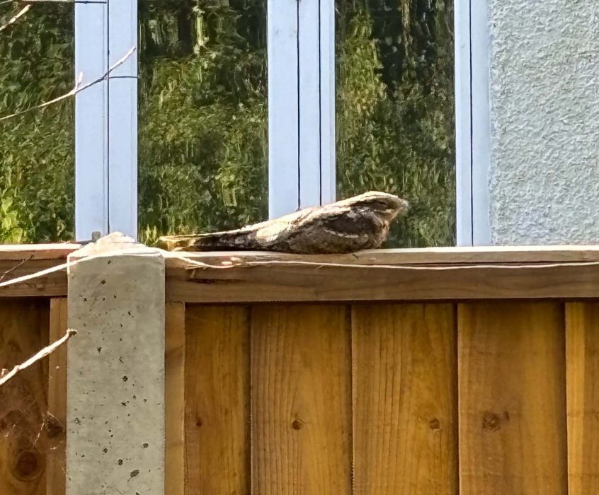 Nightjar, Croydon (J Forsyth). Nightjar, Croydon (J Forsyth).
