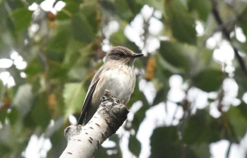 Spotted Flycatcher, Tate Modern (R Braddock). Spotted Flycatcher, Tate Modern (R Braddock).
