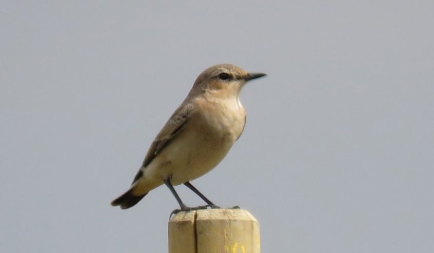 Wheatear, Beddington Farmlands (I Jones). Wheatear, Beddington Farmlands (I Jones).