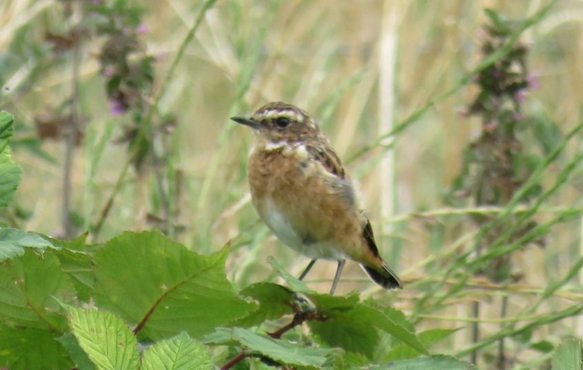 Whinchat, Beddington Farmlands (I Jones). Whinchat, Beddington Farmlands (I Jones).