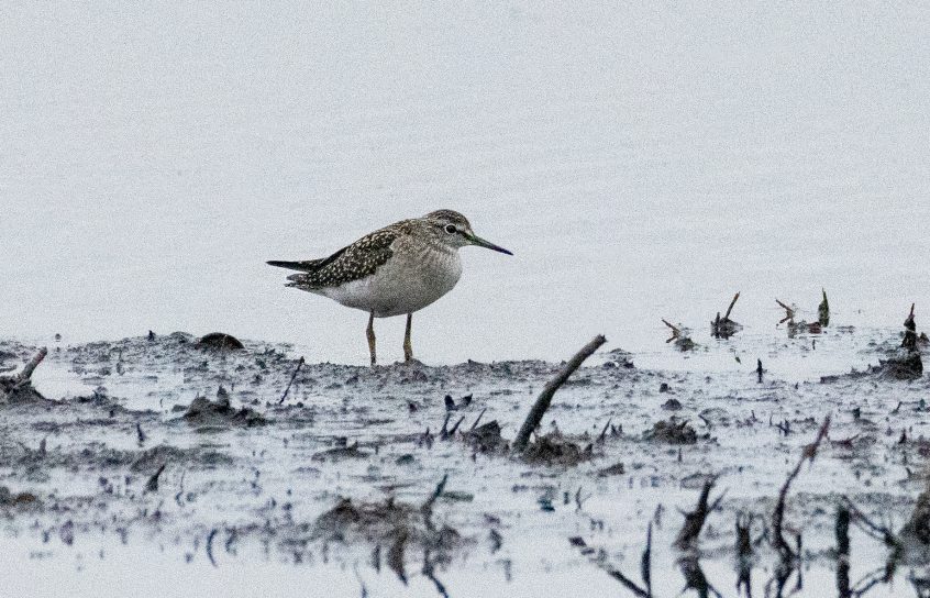 Wood Sandpiper, Thursley Common (E Stubbs). Wood Sandpiper, Thursley Common (E Stubbs).