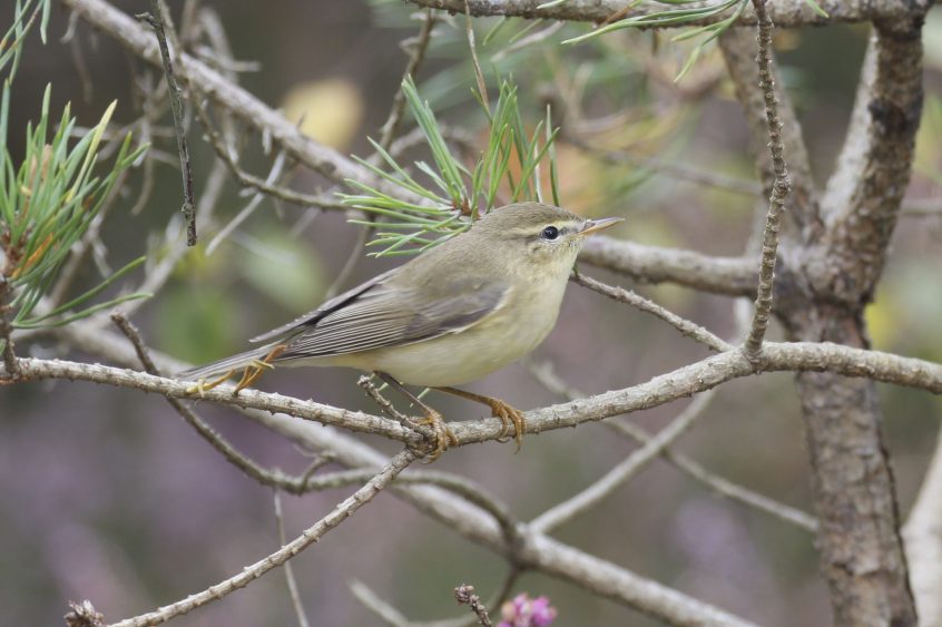 Willow Warbler, Blackheath (K Britten). Willow Warbler, Blackheath (K Britten).