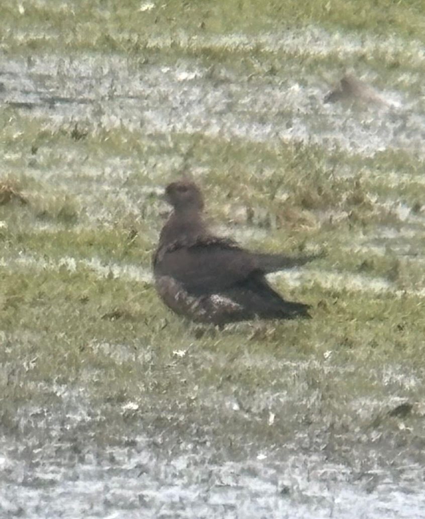 Arctic Skua, Tice's Meadow (J Jordan). Arctic Skua, Tice's Meadow (J Jordan).