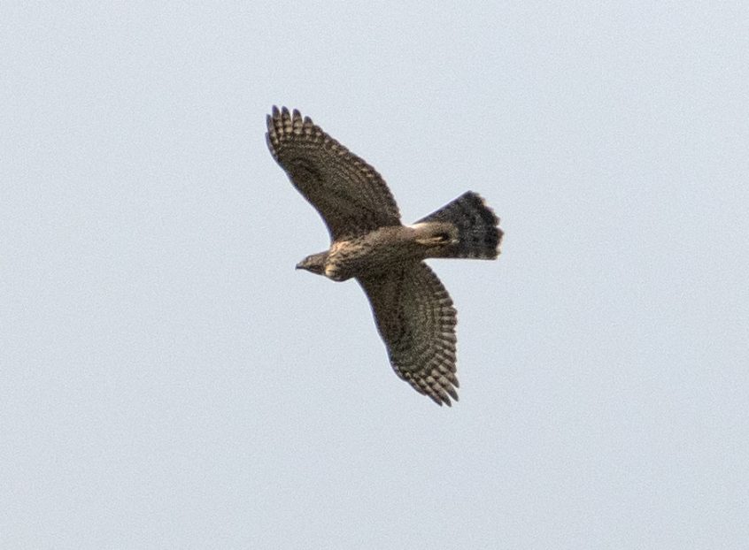 Goshawk, Eashing (E Stubbs). Goshawk, Eashing (E Stubbs).