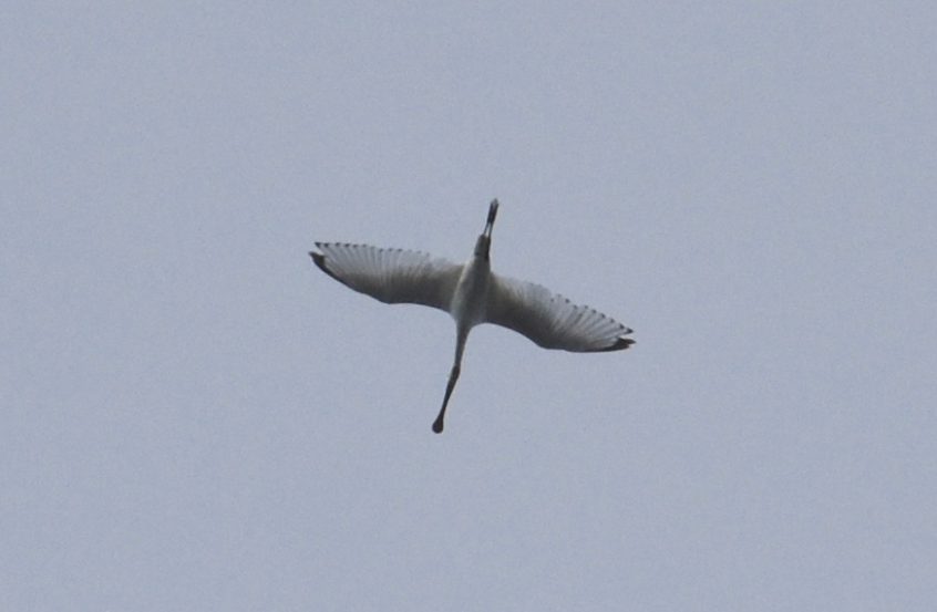 Spoonbill, Tate Modern (R Braddock). Spoonbill, Tate Modern (R Braddock).