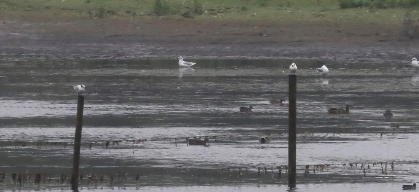 Sandwich Terns, Tice's Meadow (K Duncan). Sandwich Terns, Tice's Meadow (K Duncan).