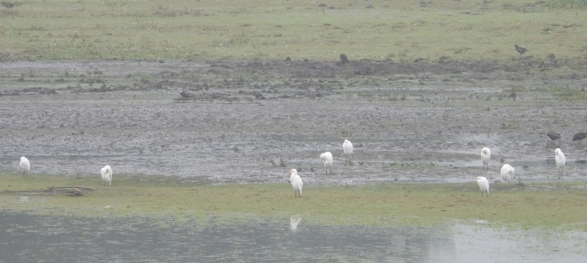 Cattle Egrets, Tice's Meadow (J Snell). Cattle Egrets, Tice's Meadow (J Snell).