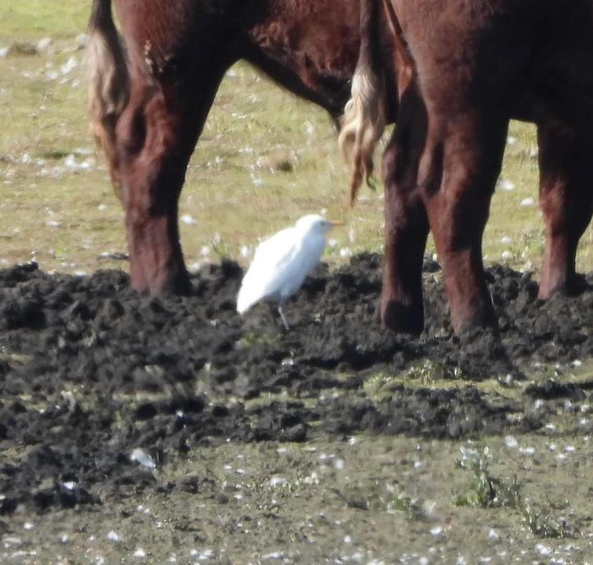 Cattle Egret, Tice's Meadow (P Matos). Cattle Egret, Tice's Meadow (P Matos).