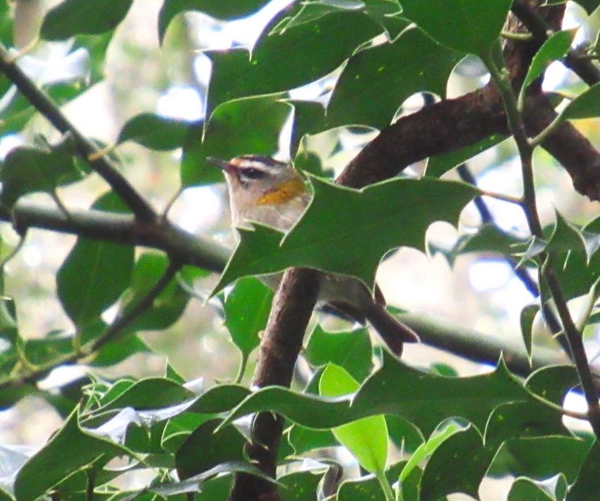 Firecrest, Wimbledon Common (J Reeves). Firecrest, Wimbledon Common (J Reeves).