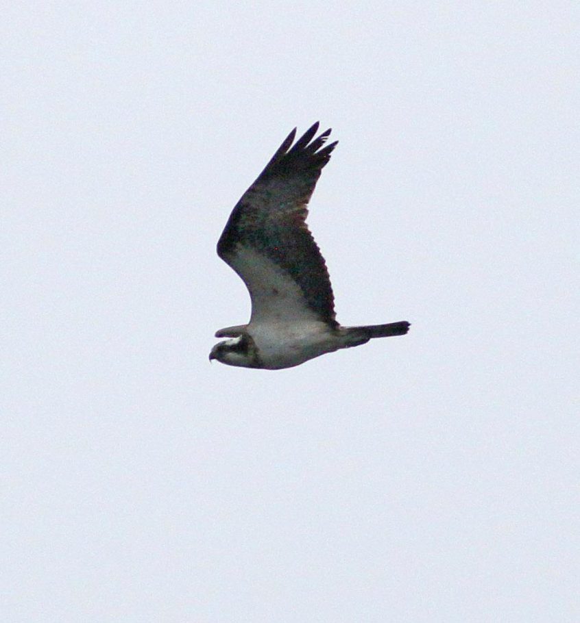 Osprey, Island Barn Reservoir (D Harris). Osprey, Island Barn Reservoir (D Harris).