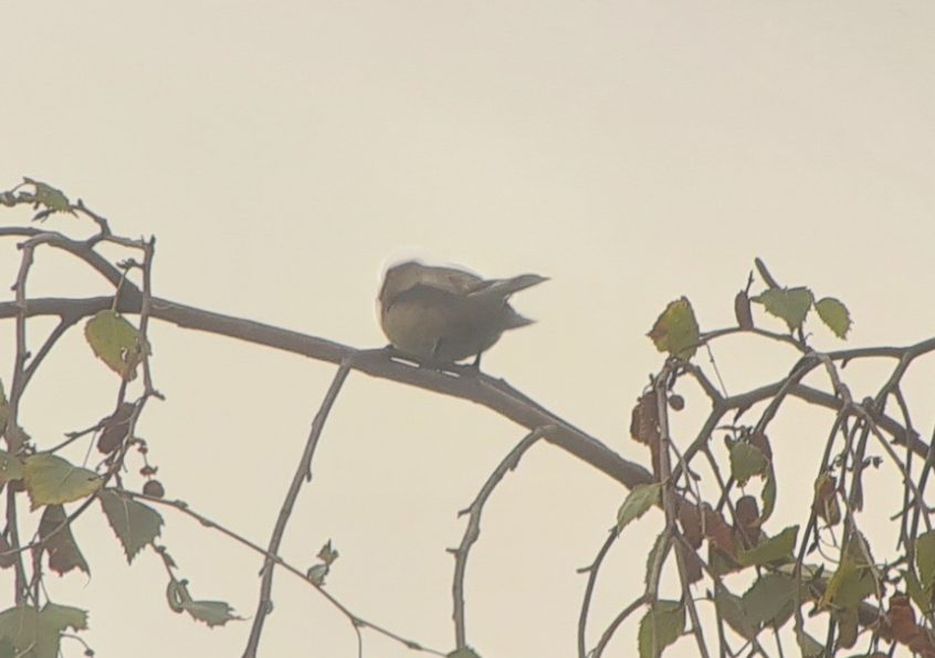 Pied Flycatcher, Beddington Farmlands (I Jones). Pied Flycatcher, Beddington Farmlands (I Jones).