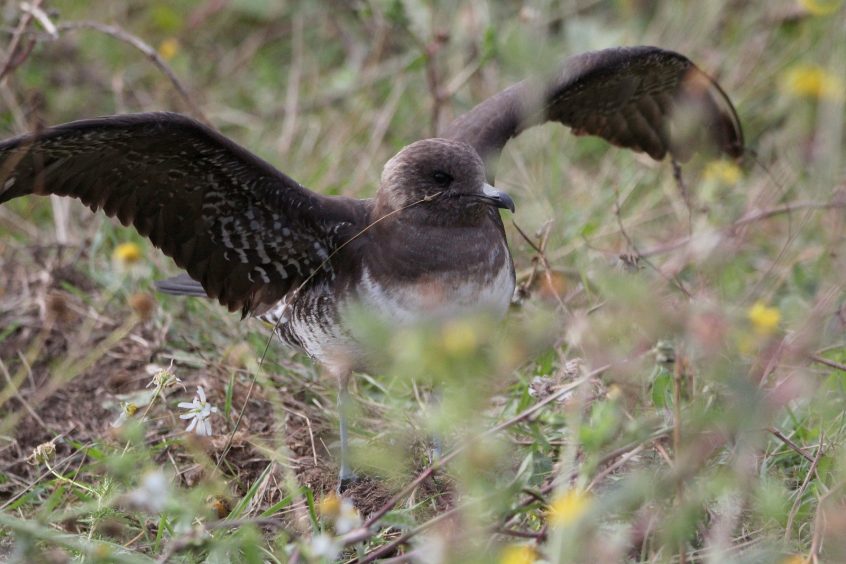 Long-tailed Skua, Beddington Farmlands (A Dutta). Long-tailed Skua, Beddington Farmlands (A Dutta).