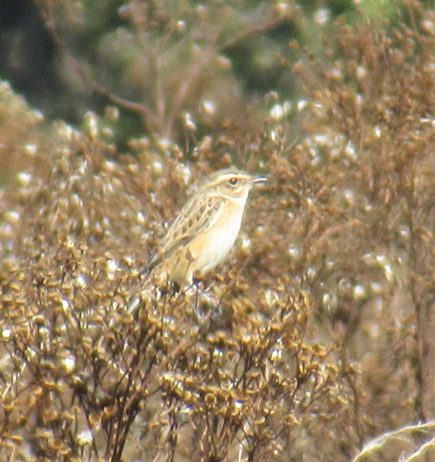 Whinchat, Richmond Park (J Reeves). Whinchat, Richmond Park (J Reeves).