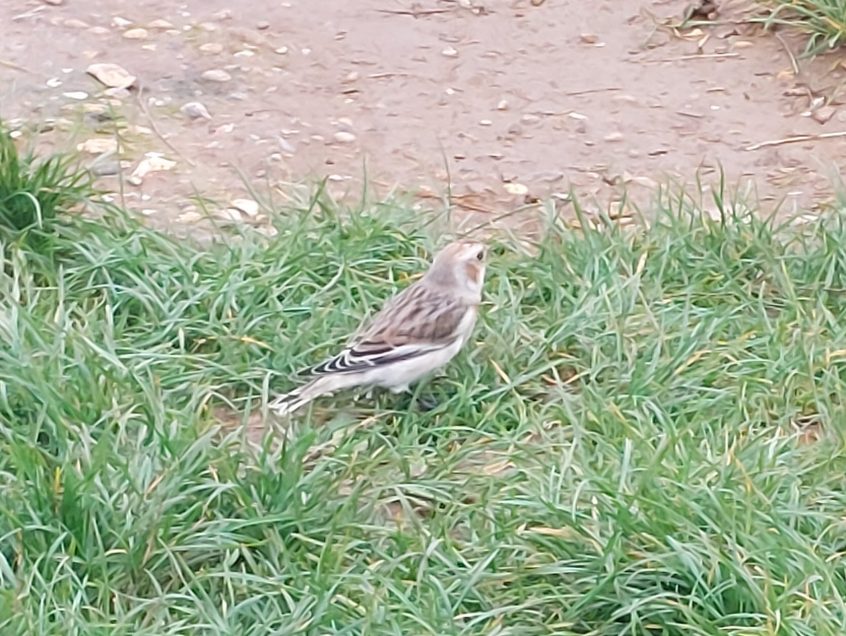Snow Bunting, Newlands Corner (B Goodge). Snow Bunting, Newlands Corner (B Goodge).