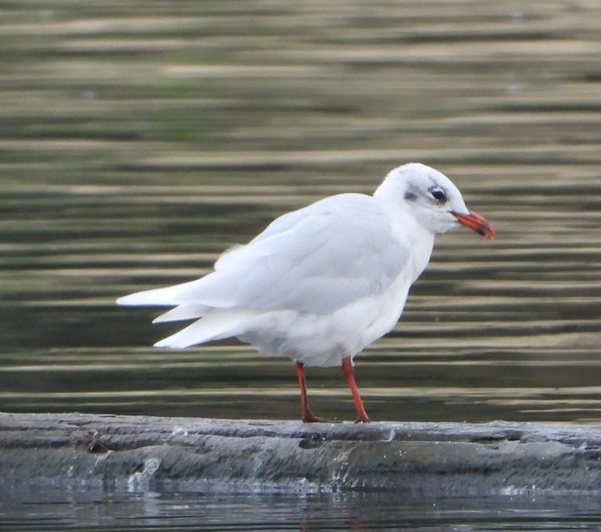 Mediterranean Gull, Thorpe Park (J Snell). Mediterranean Gull, Thorpe Park (J Snell).