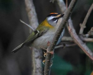 Firecrest, Beddington Farmlands (I Jones).