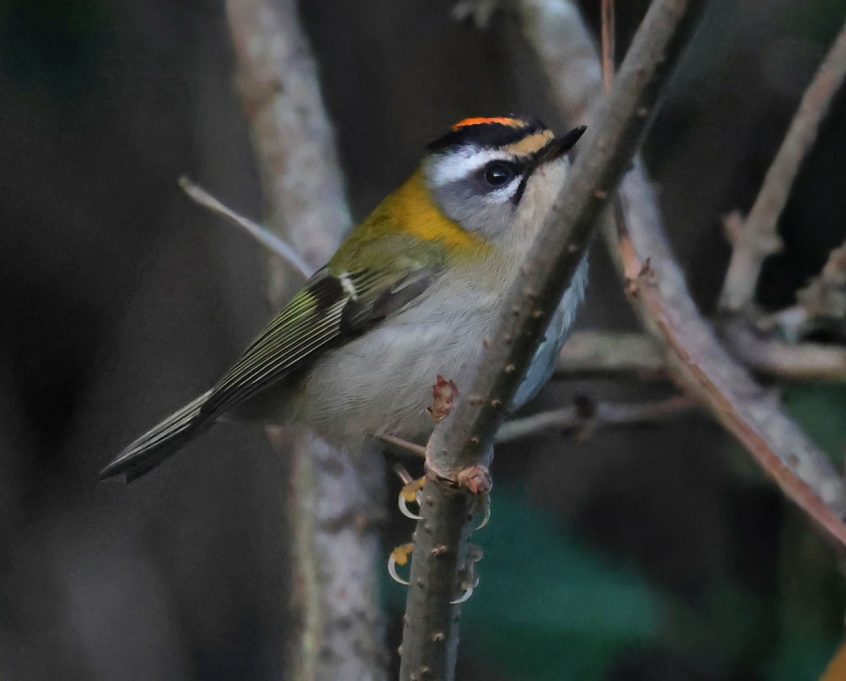 Firecrest, Beddington Farmlands (I Jones). Firecrest, Beddington Farmlands (I Jones).