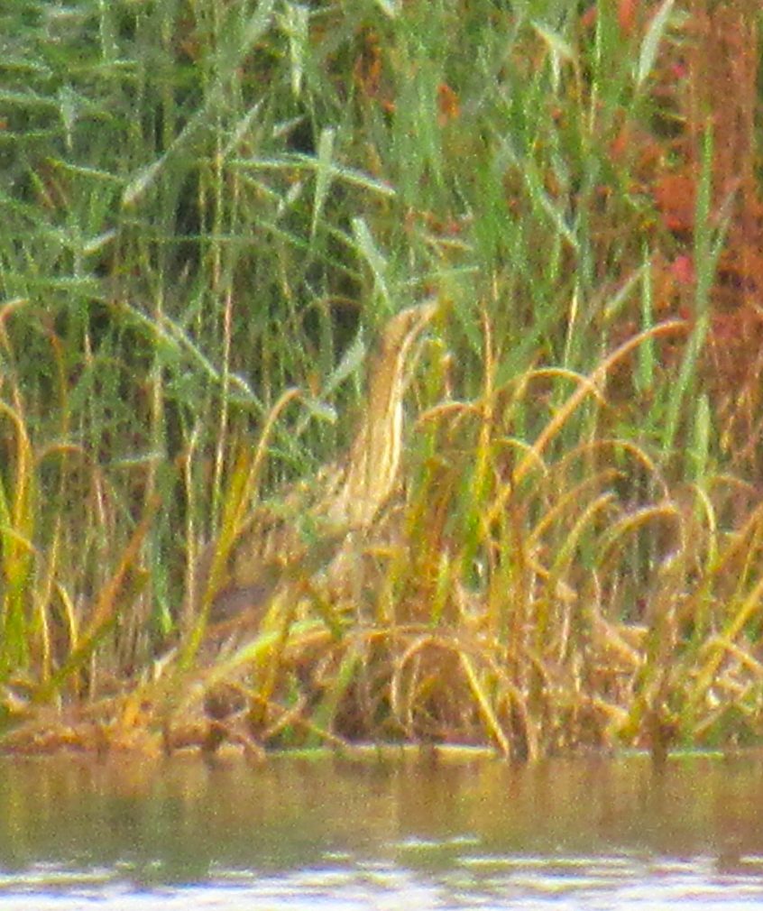 Bittern, London Wetland Centre (J Reeves). Bittern, London Wetland Centre (J Reeves).