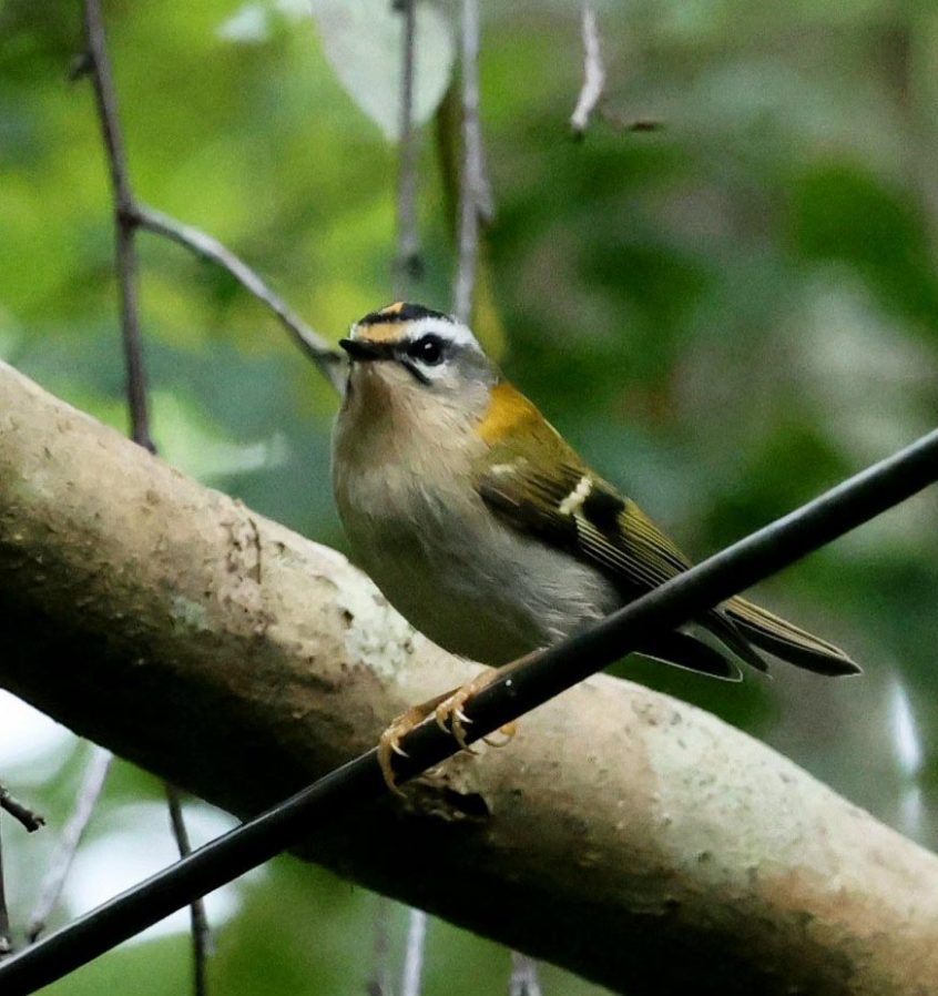 Firecrest, Little Woodcote (I Jones). Firecrest, Little Woodcote (I Jones).