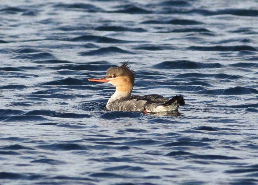 Red-breasted Merganser, Island Barn Reservoir (D Harris). Red-breasted Merganser, Island Barn Reservoir (D Harris).