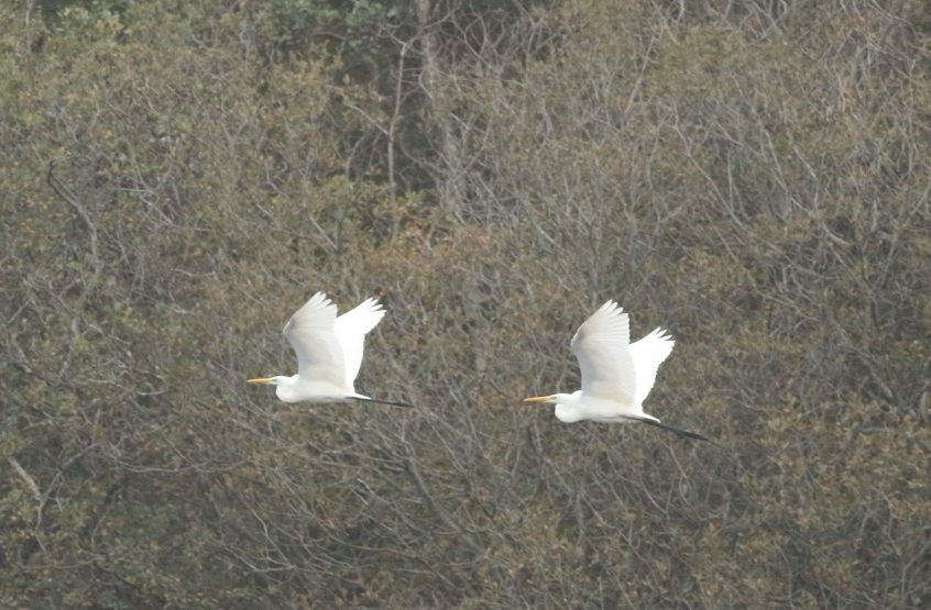 Great Egrets, Bolder Mere (D Harris). Great Egrets, Bolder Mere (D Harris).