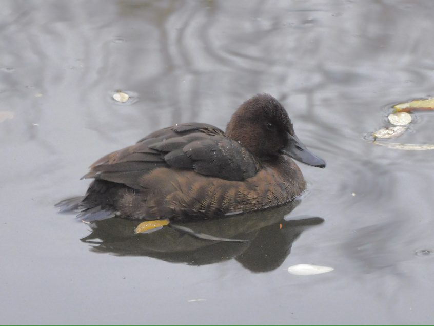 Ferruginous Duck, Wandsworth Common (N Rutter). Ferruginous Duck, Wandsworth Common (N Rutter).