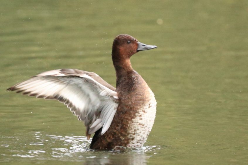 Ferruginous Duck, Tooting Common (R Gray). Ferruginous Duck, Tooting Common (R Gray).