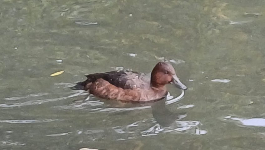 Ferruginous Duck, Tooting Common (M Bravery). Ferruginous Duck, Tooting Common (M Bravery).