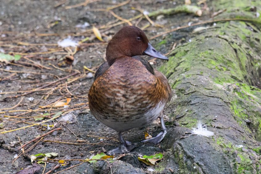 Ferruginous Duck, Tooting Common (A Wilkinson). Ferruginous Duck, Tooting Common (A Wilkinson).