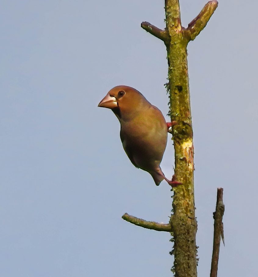 Hawfinch, Headley Heath (L Bugby). Hawfinch, Headley Heath (L Bugby).