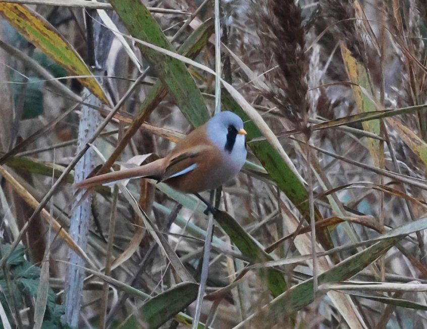 Bearded Tit, Beddington Farmlands (I Jones). Bearded Tit, Beddington Farmlands (I Jones).