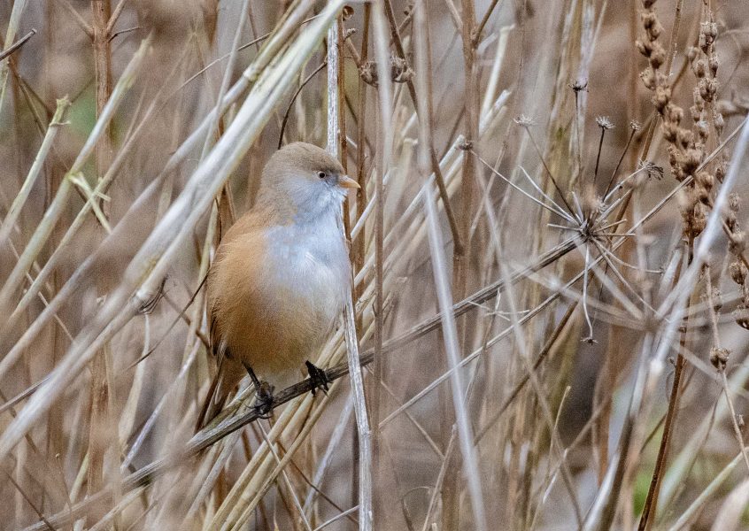 Bearded Tit, Shalford Water Meadows (E Stubbs). Bearded Tit, Shalford Water Meadows (E Stubbs).