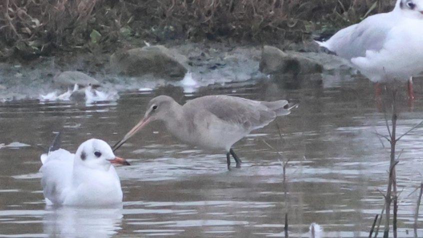 Black-tailed Godwit, Beddington Farmlands (I Jones). Black-tailed Godwit, Beddington Farmlands (I Jones).