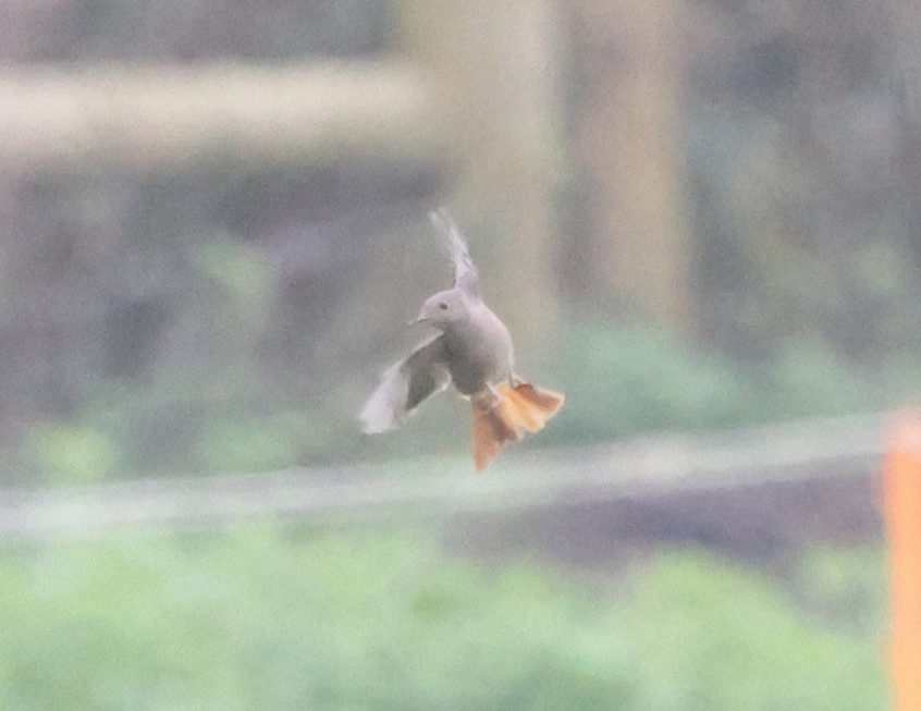 Black Redstart, Little Woodcote (A Dutta). Black Redstart, Little Woodcote (A Dutta).