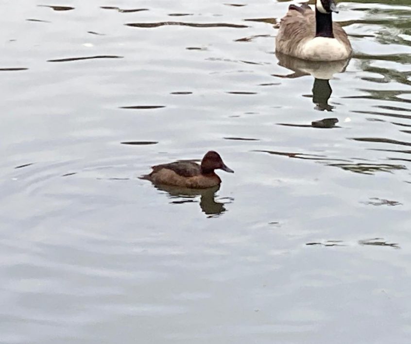 Ferruginous Duck, Tooting Common (D Bulling). Ferruginous Duck, Tooting Common (D Bulling).