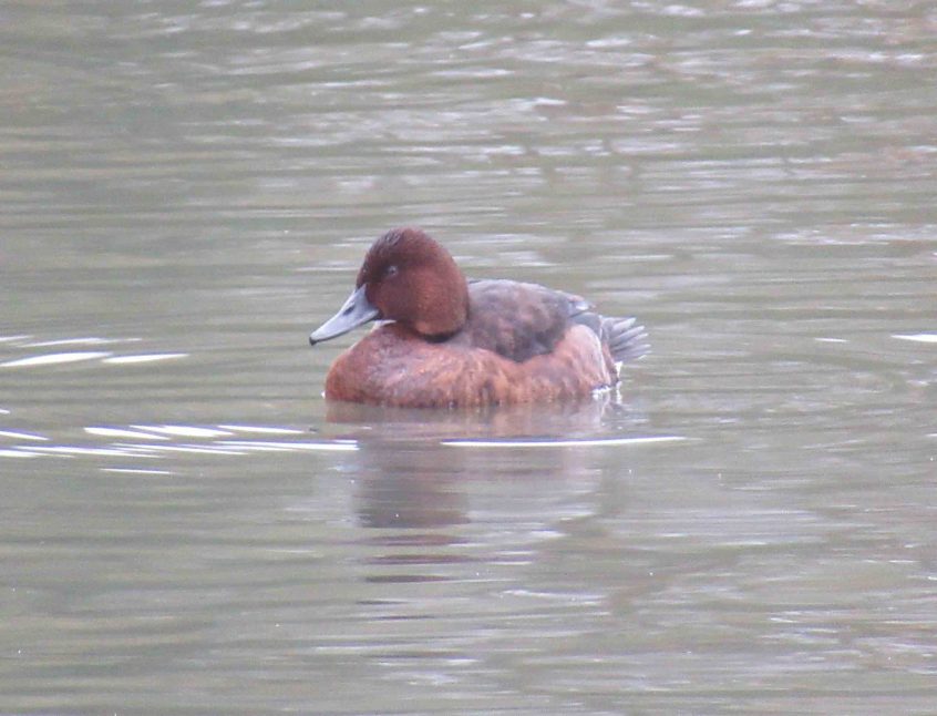 Ferruginous Duck, Tooting Common (J Reeves). Ferruginous Duck, Tooting Common (J Reeves).