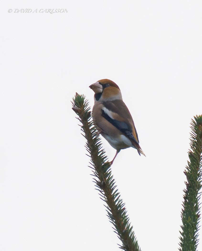 Hawfinch, Effingham Forest (D Carlsson). Hawfinch, Effingham Forest (D Carlsson).