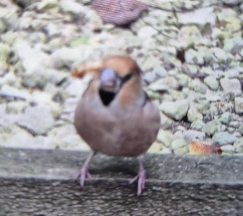 Hawfinch, Beare Green (D Robinson). Hawfinch, Beare Green (D Robinson).