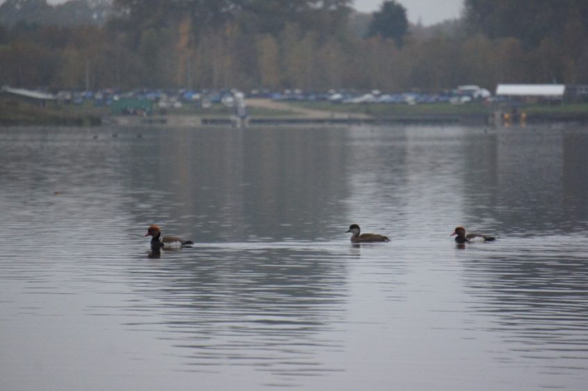 Red-crested Pochard, Papercourt GPs (A Press). Red-crested Pochard, Papercourt GPs (A Press).