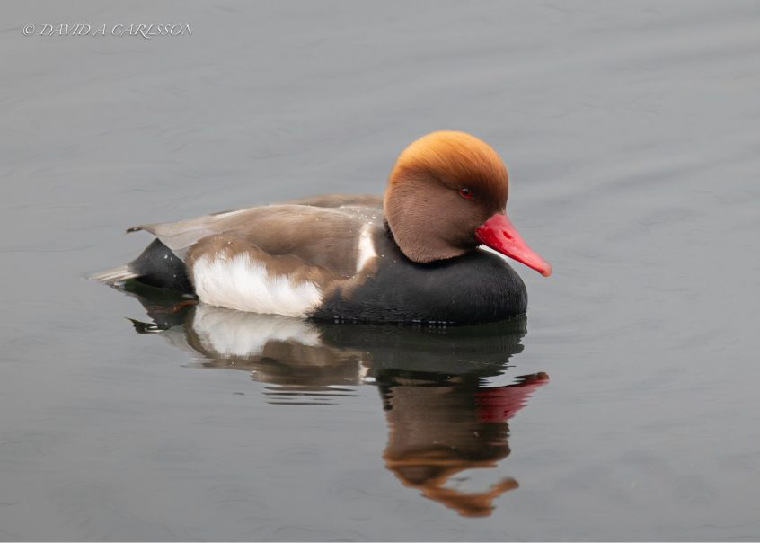 Red-crested Pochard, Papercourt GPs (D Carlsson). Red-crested Pochard, Papercourt GPs (D Carlsson).