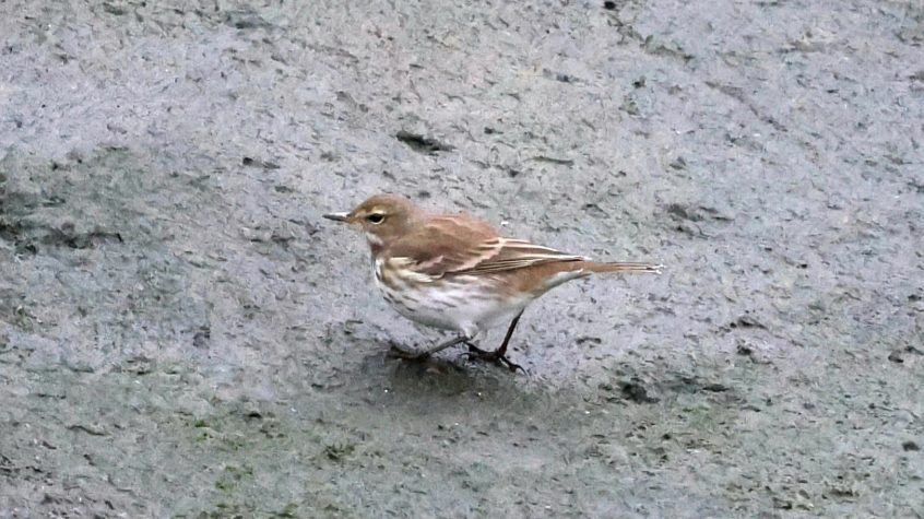 Water Pipit, Beddington Farmlands (I Jones). Water Pipit, Beddington Farmlands (I Jones).