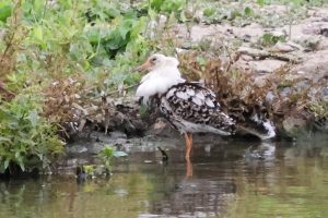 Ruff, Beddington Farmlands (I Jones).