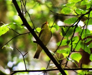 Wood Warbler, Bagshot Heath (A Westenberger).